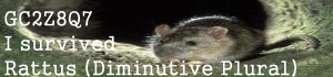 Rattus (Diminutive Plural) (GC2Z8Q7)