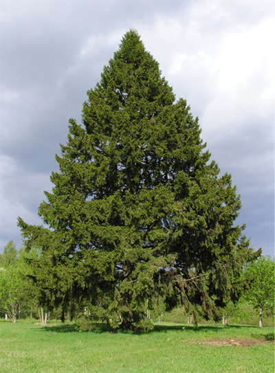 Teppolan kuusi/ The spruce