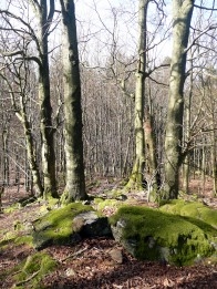 Stromy poblíž skalky