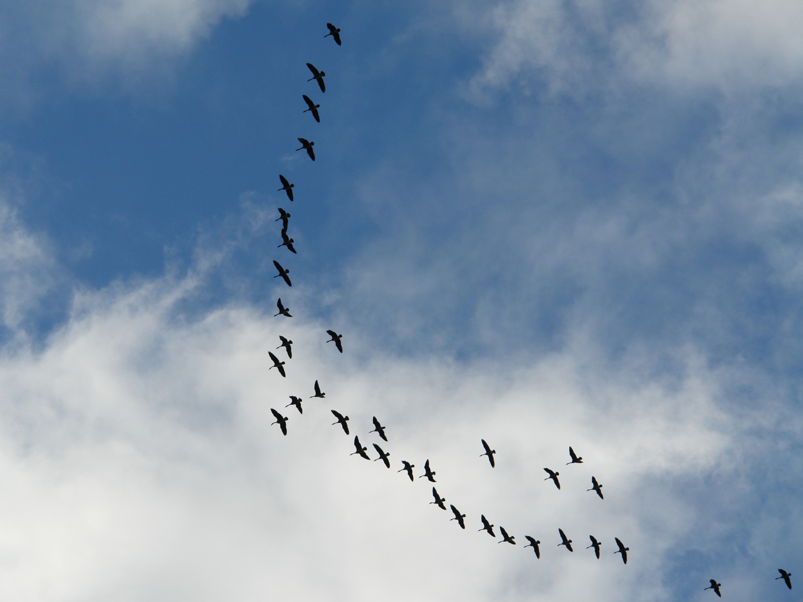 Geese Overhead