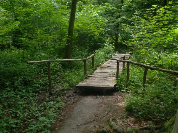 Een sfeerbeeld van het Bos van de Koppenberg