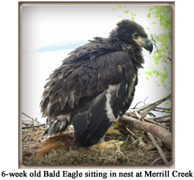 Immature Bald Eagle nesting at Merrill Creek