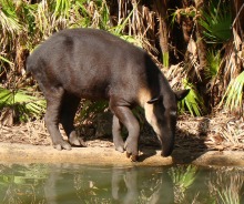 Tapír středoamerický (Tapirus bairdii)
