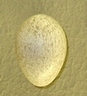 sojcí vejce