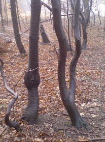 strnulé stromy