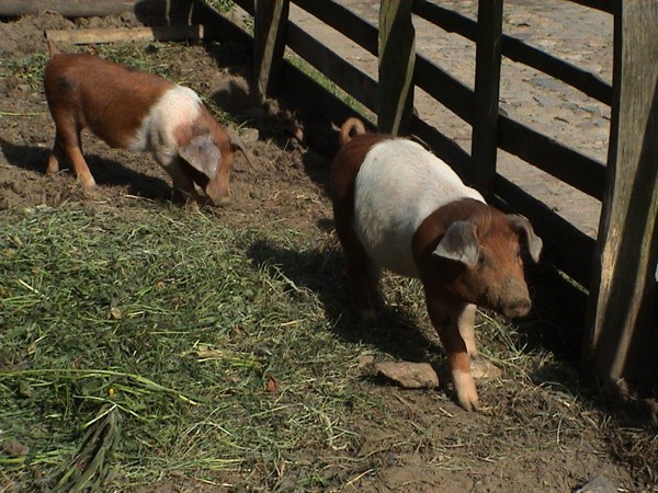 dänische Protestschweine