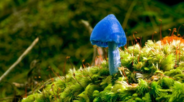 modra houba
