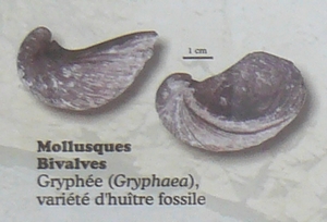 Gryphée