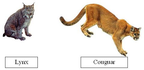puma or lynx
