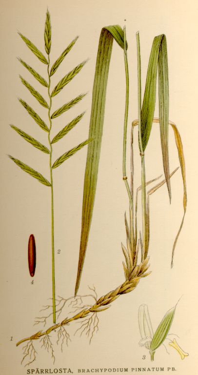 Brachypodium pinnatum. Illustration by Carl Axel Magnus Lindman, c 1920.