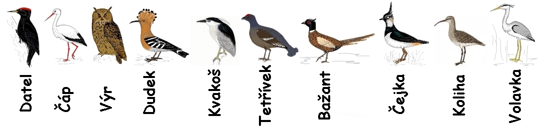 Tabulka ptáků