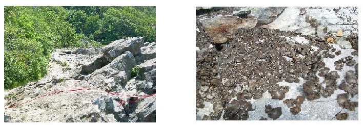 WAYPOINT #4: LEFT- Rocks showing human impact-no lichen / RIGHT- Less human impact-lichen covered rock