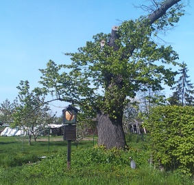 Památný strom - Lípa malolistá