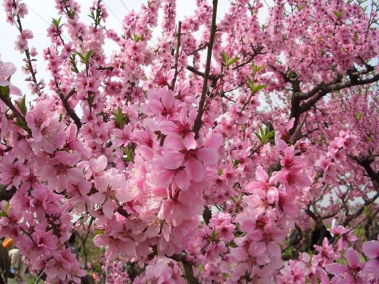 Pink Peach Tree Blossoms
