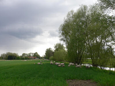 Schafe (Spoiler)
