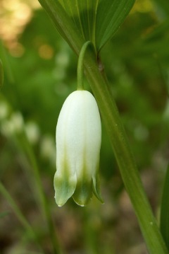 Detail květu kokoříku
