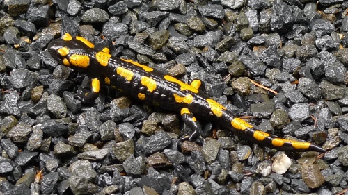 Kamenak Salamandra salamandra