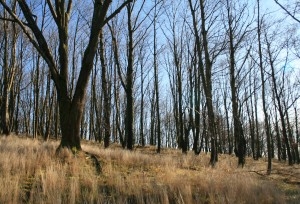 Stromy na okraji paseky