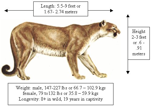 puma animal size and height
