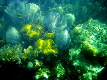 Korálový útes v Southwater Cay