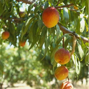 Peach tree - fruit and leaves
