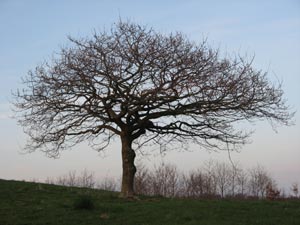 Træet på gravhøjen