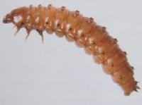 fotografie - Aethina tumida - larva