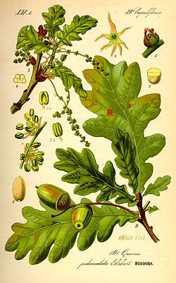 Dub letny – Quercus robur