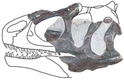 Allosaurus Europaeus