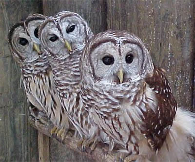 Owl Superstitions and Folklore