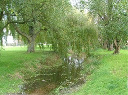 willows overhanging a stream