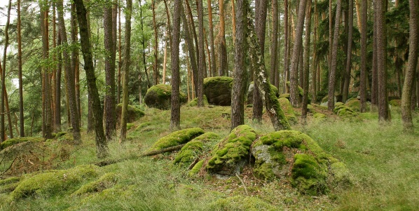 Kameny s mechem v lese