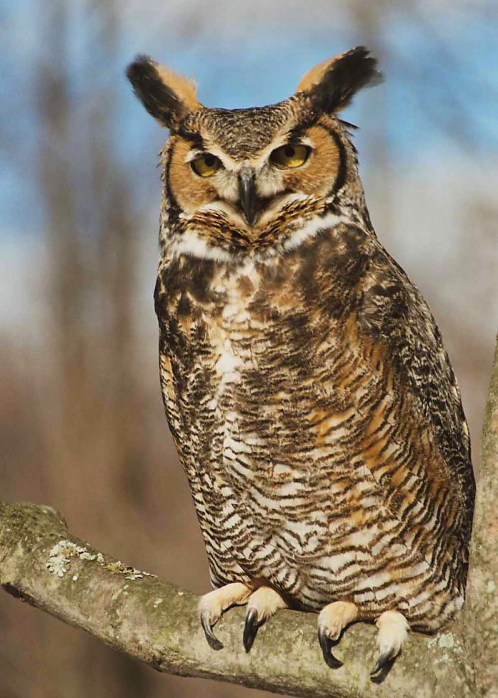 Description: Great Horned Owls can vary in colour from a reddish brown to a 