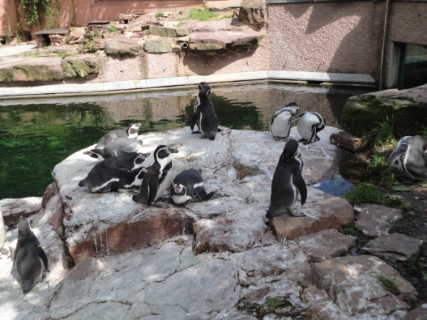 Pinguine - hier sehen sie allerdings anders aus!