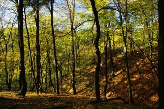 Listnatý les na Zábělé