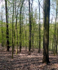 Jarní les