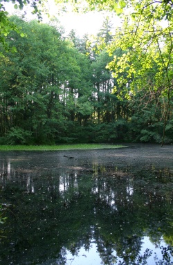 Lesní rybníček u kešky