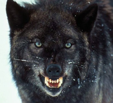 cerny vlk 01