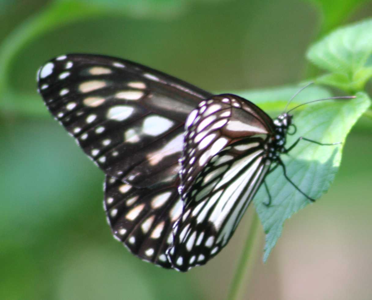 papillon2.jpg (59630 octets)