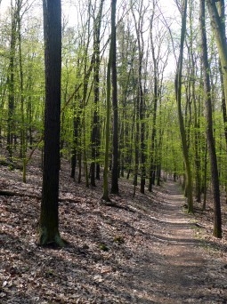 Pěšina jarním lesem