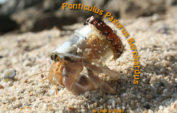 Ponticulus