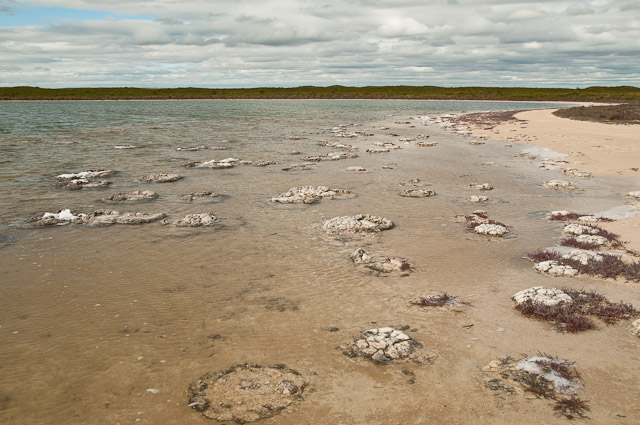 Lake Thetis - stromatolites
