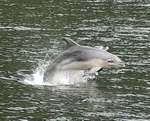 Leaping Dolphins