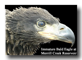 Immature Bald Eagle