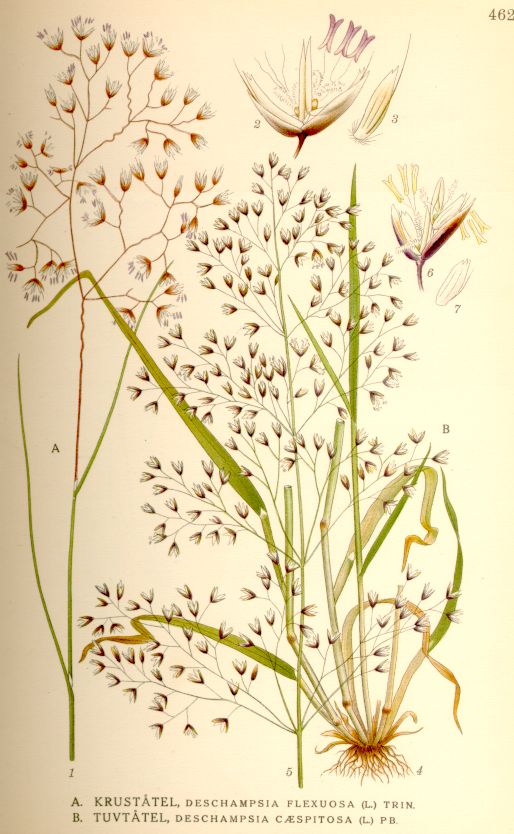 Deschampsia flexuosa. Illustration by Carl Axel Magnus Lindman, c 1920.
