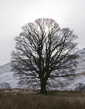 The Sycamore tree at Loss