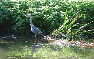 One of a pair of Heron on the Blackwater