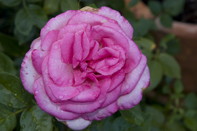 Kitschige Rose