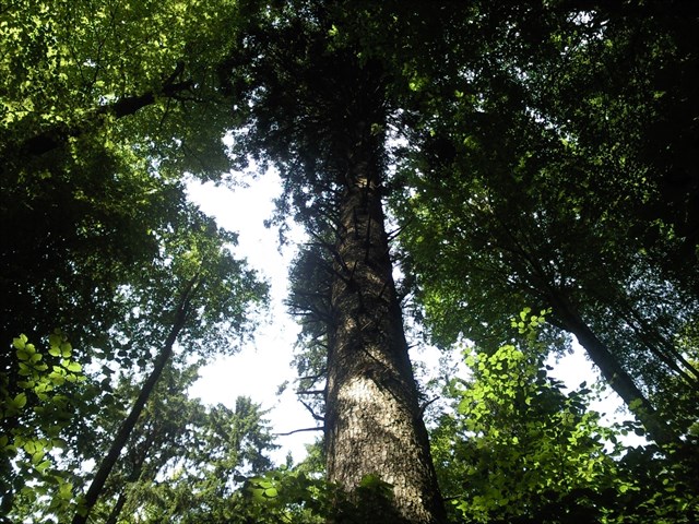 Pohled do koruny stromu