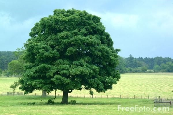 Uzdraveny strom